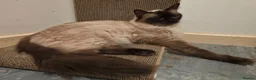 Ragcoon cats for sale: Beautiful smoke blue raccoon/ coon dolls  - Advert 4