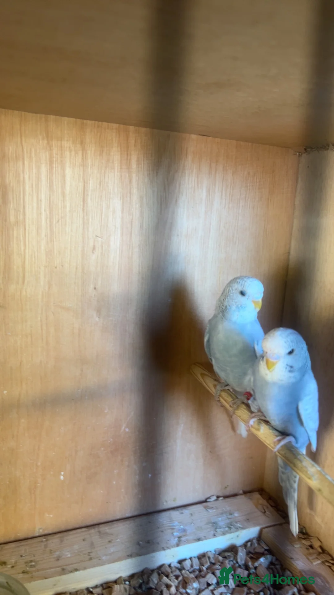 Budgerigars birds for sale: Beautiful baby budgies  - Advert 2
