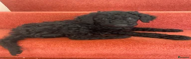 Standard Poodle 5
