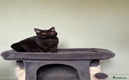 British Shorthair cats for sale: Beautiful British Shorthair kittens - Image 3