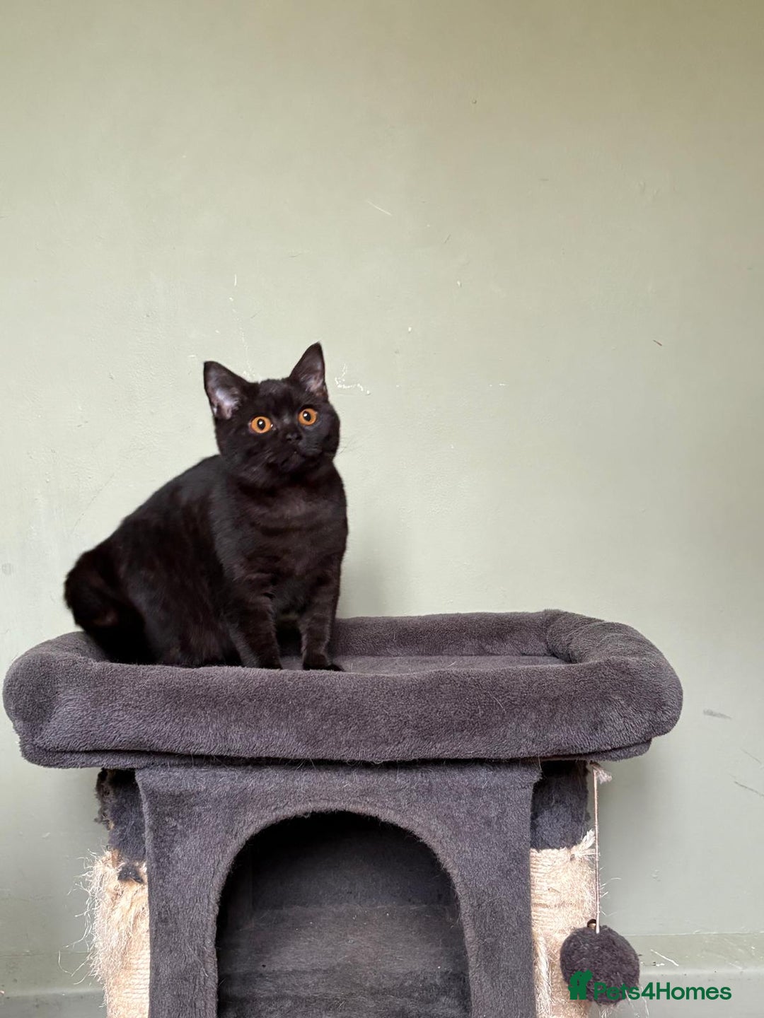 British Shorthair cats for sale: Beautiful British Shorthair kittens - Image 3