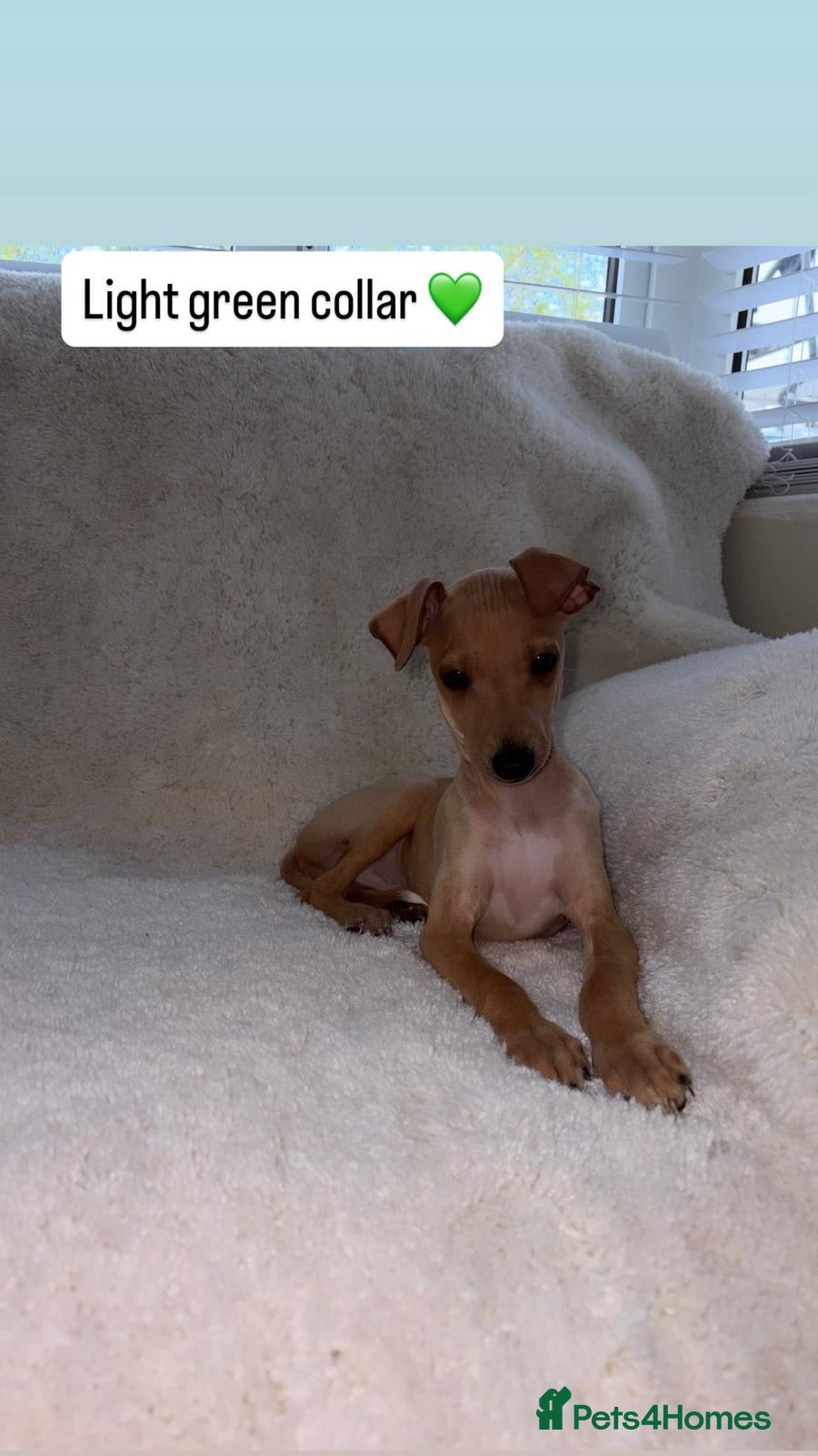 Italian Greyhound dogs Ready to leave last 3 boys Kc registered - Advert 21