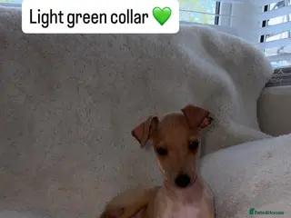 Italian Greyhound dogs Ready to leave last 3 boys Kc registered - Advert 11