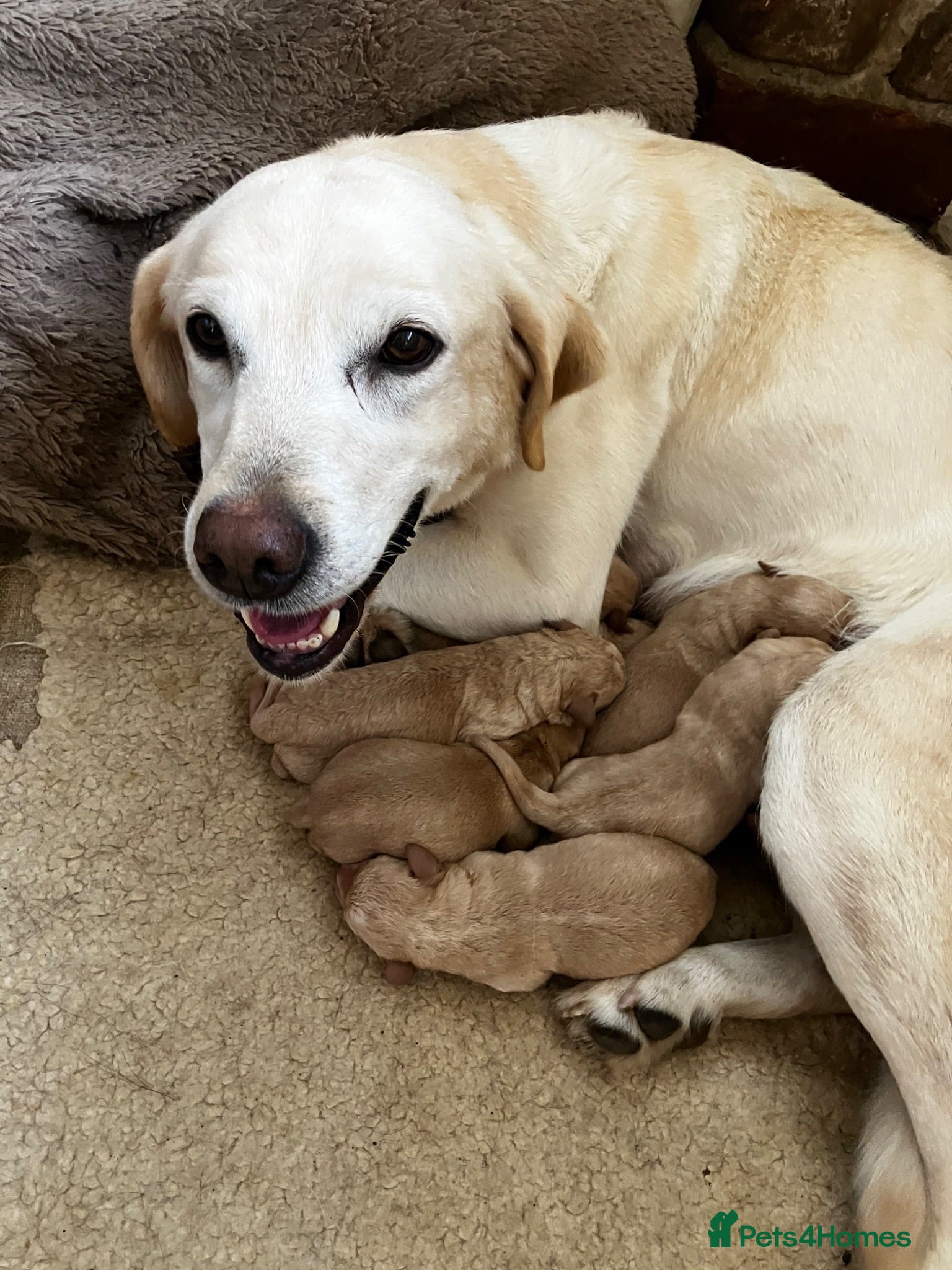 Labrador Retriever dogs Rich colour yellow Labrador puppies - Advert 3