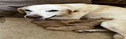 Labrador Retriever dogs for sale: Rich colour yellow Labrador puppies - Advert 1