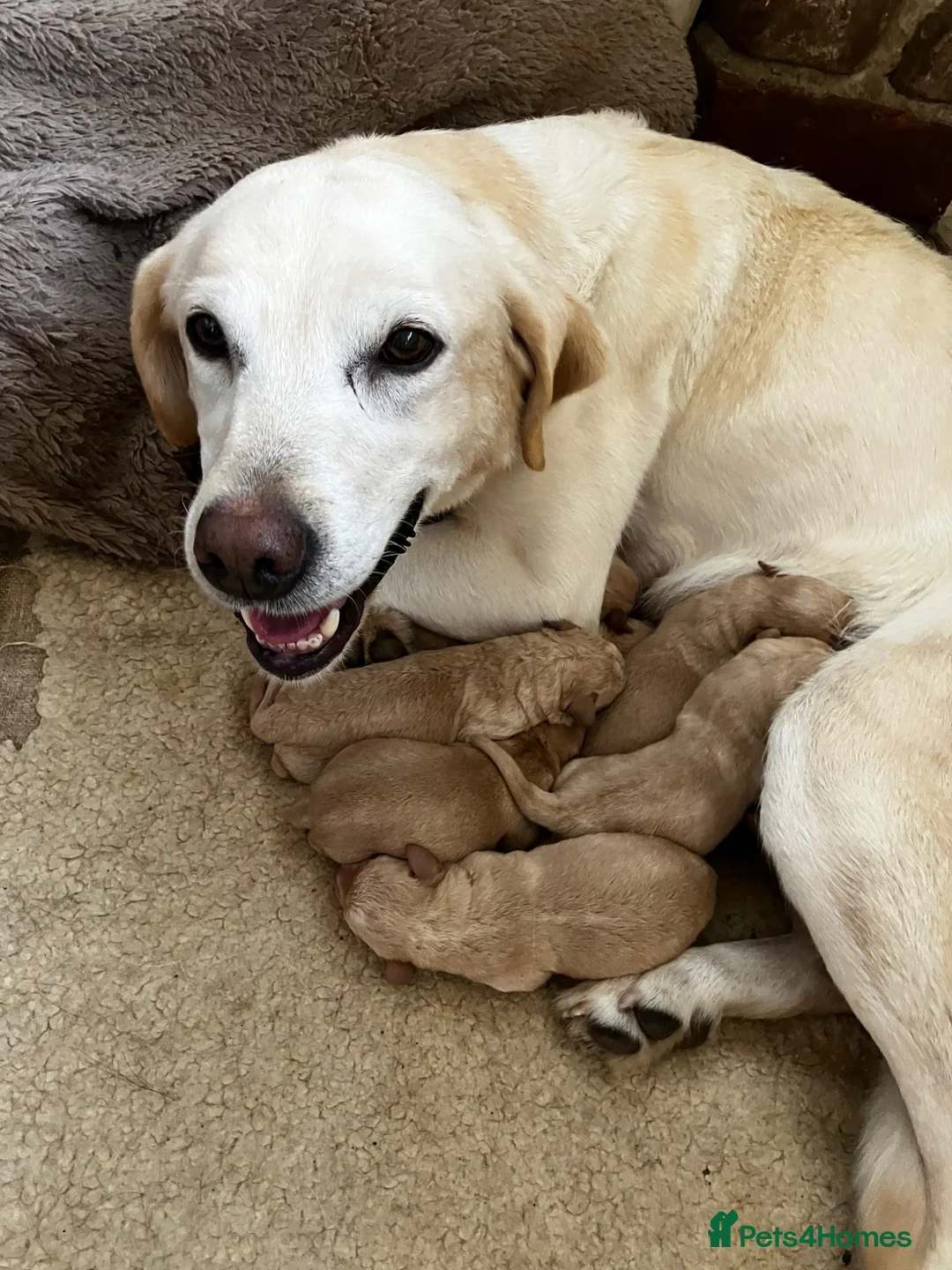 Labrador Retriever dogs for sale: Rich colour yellow Labrador puppies - Advert 1