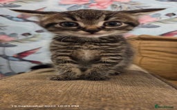 Domestic Shorthair cats for sale: Kittens  - Image 11