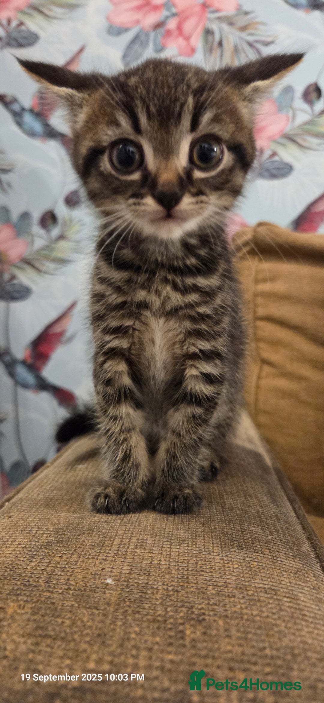 Domestic Shorthair cats for sale: Kittens  - Image 11