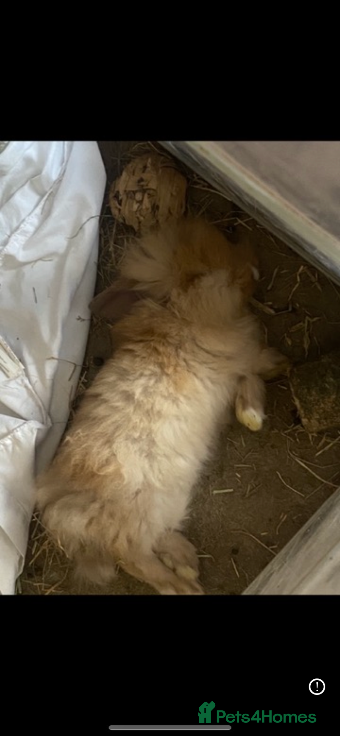 Lionhead rabbits for sale: ⭐️Beautiful lionhead bunnies⭐️ - Advert 11