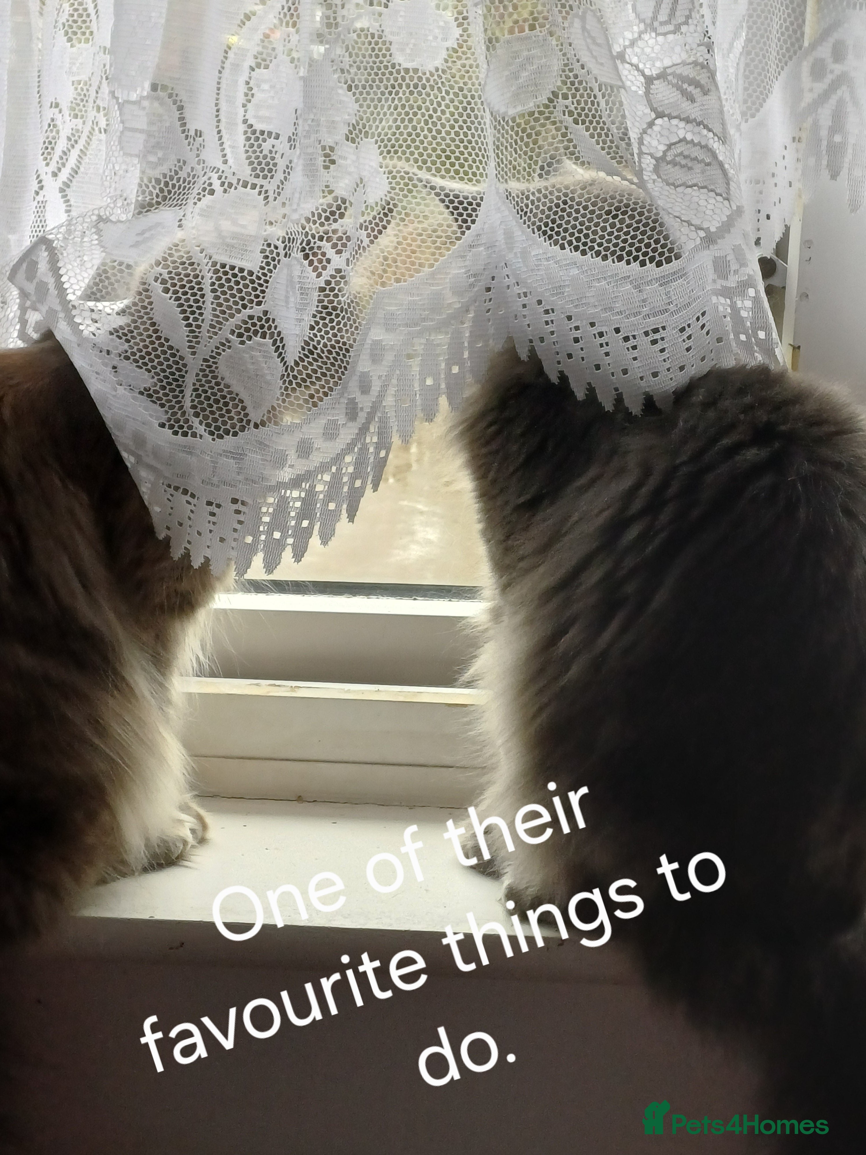 Maine Coon cats Brother and Sister  - Advert 1