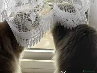 Maine Coon cats Brother and Sister - Advert 1