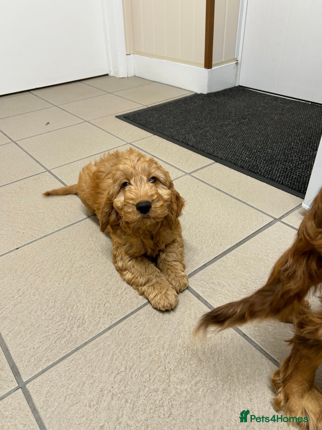 Cockapoo dogs for sale: STUNNING COCKAPOO - Image 6