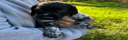 German Shorthaired Pointer dogs for sale: Stunning litter of GSP puppies !! - Advert 25