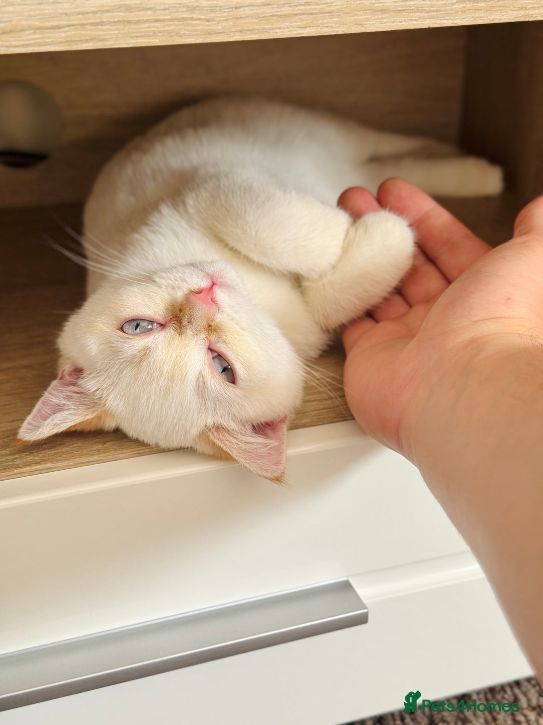 British Shorthair cats for sale: Beautiful white British shorthair kitten (female) - Image 4