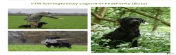 Labrador Retriever dogs for sale: Stunning Black Labrador Pups - Advert 4
