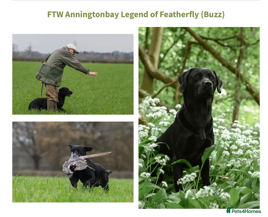 Labrador Retriever dogs for sale: Stunning Black Labrador Pups - Advert 4