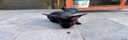 Continental Giant rabbits for sale: 8 Continental Giant Babies - Advert 17