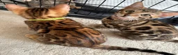 Bengal cats for sale: Pure Pedigree Bengal Kittens - Advert 4