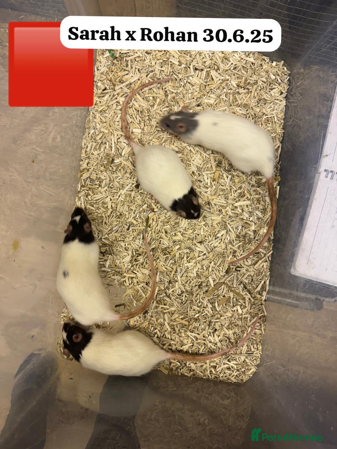 Rat rodents for sale: Baby and young rats ready now. Sheffield - Image 16