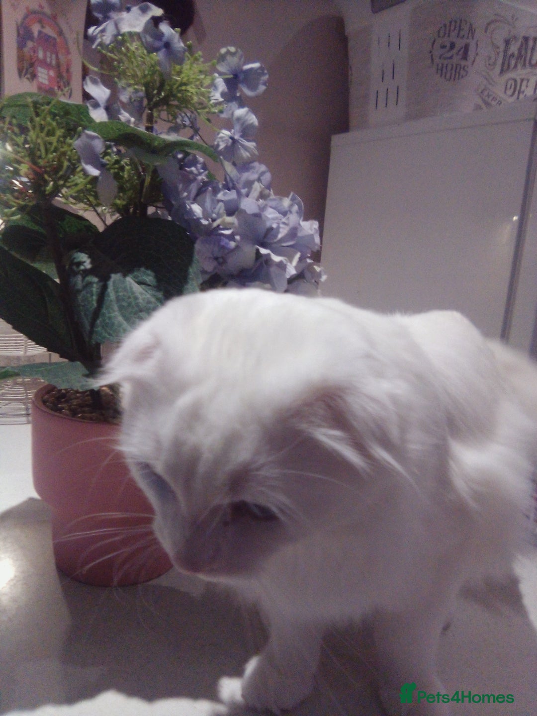 Scottish Fold cats for sale: ready now for there forever homes - Advert 26