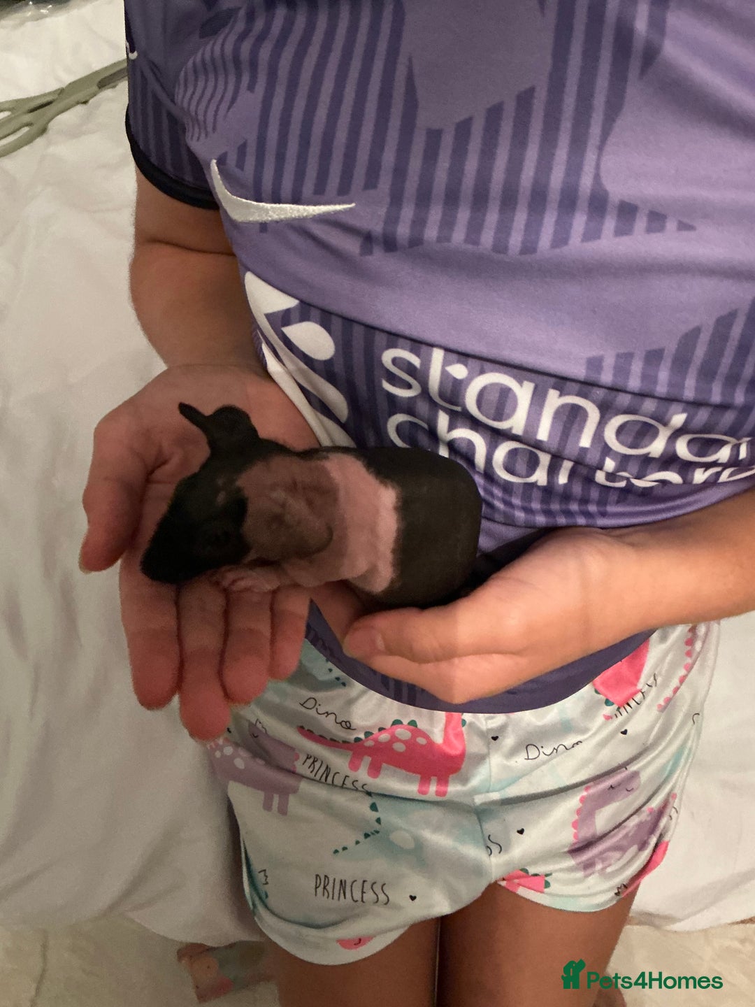 Guinea Pig rodents for sale: Guinea pigs (skinny) - Image 10