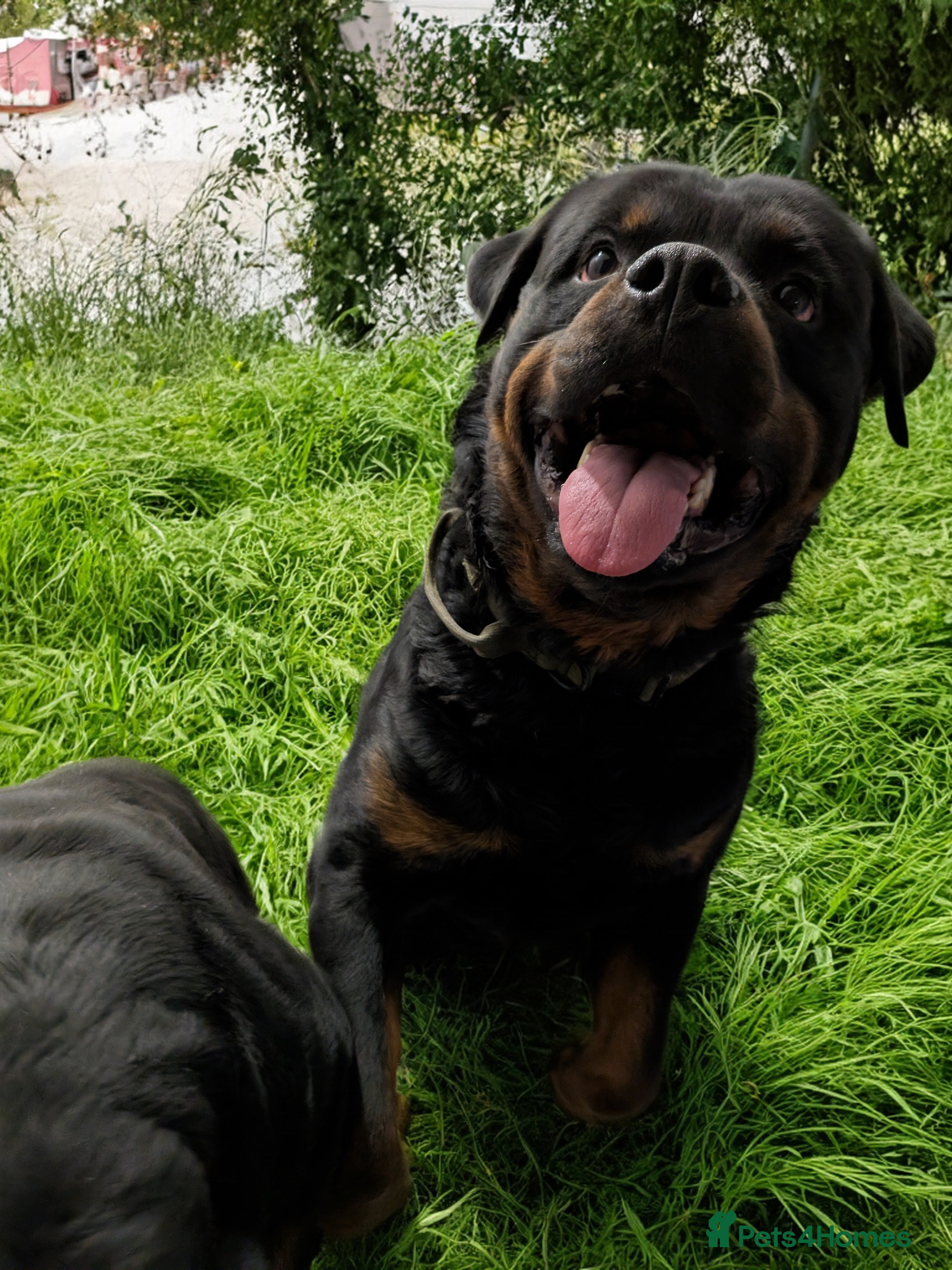 Rottweiler dogs Full German rottweiler boy for rehoming - Advert 1