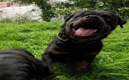 Rottweiler dogs for sale: Full German rottweiler boy for rehoming - Image 1