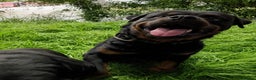 Rottweiler dogs for sale: Full German rottweiler boy for rehoming - Advert 1