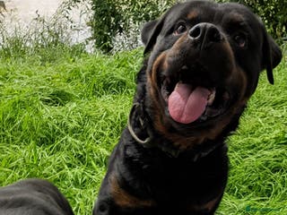 Rottweiler dogs Full German rottweiler boy for rehoming - Advert 1