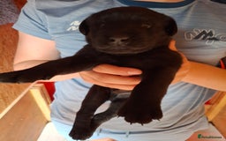 Labrador Retriever dogs for sale:  Labrador Pups (Health Tested) - Image 12