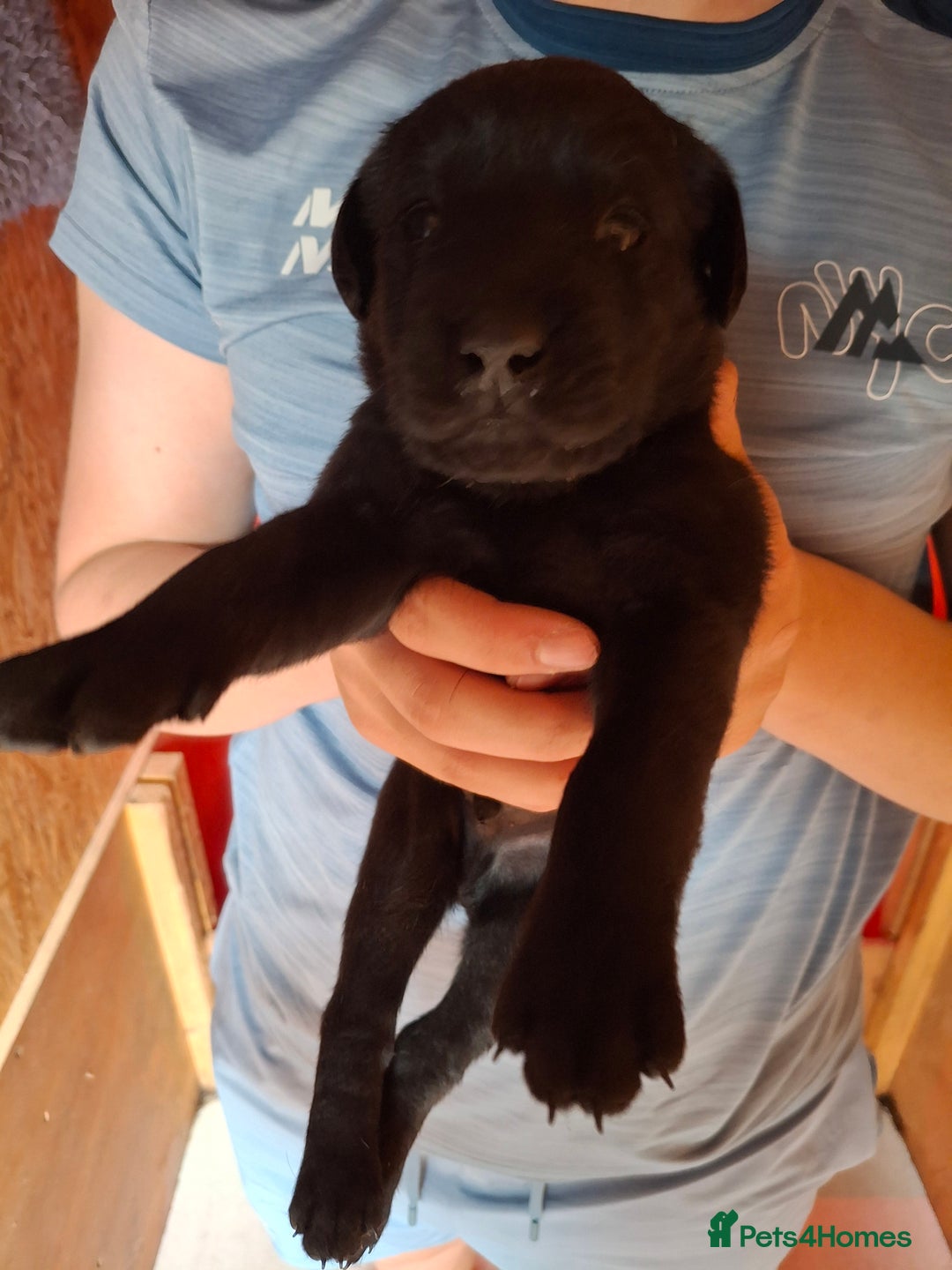 Labrador Retriever dogs for sale:  Labrador Pups (Health Tested) - Image 12