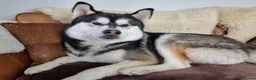 Shepsky dogs for sale: Stunning German Shepherd × Husky/Akita Puppies  in Much Wenlock - Advert 10