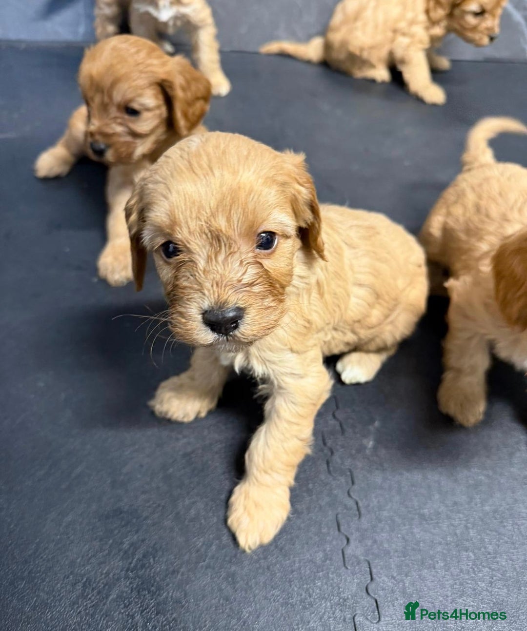 Cavapoo dogs for sale: 7 cavapoo puppy’s for sale 1 girl 6 boys  - Advert 7