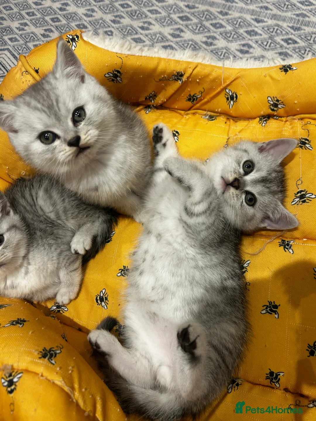 British Shorthair cats for sale: GCCF recommended breeder kittens BSH  - Advert 7