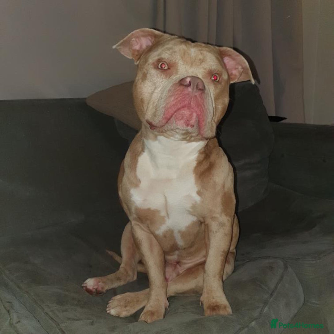 Mixed Breed dogs for sale: Pocket bully cross french bulldog male - Image 2