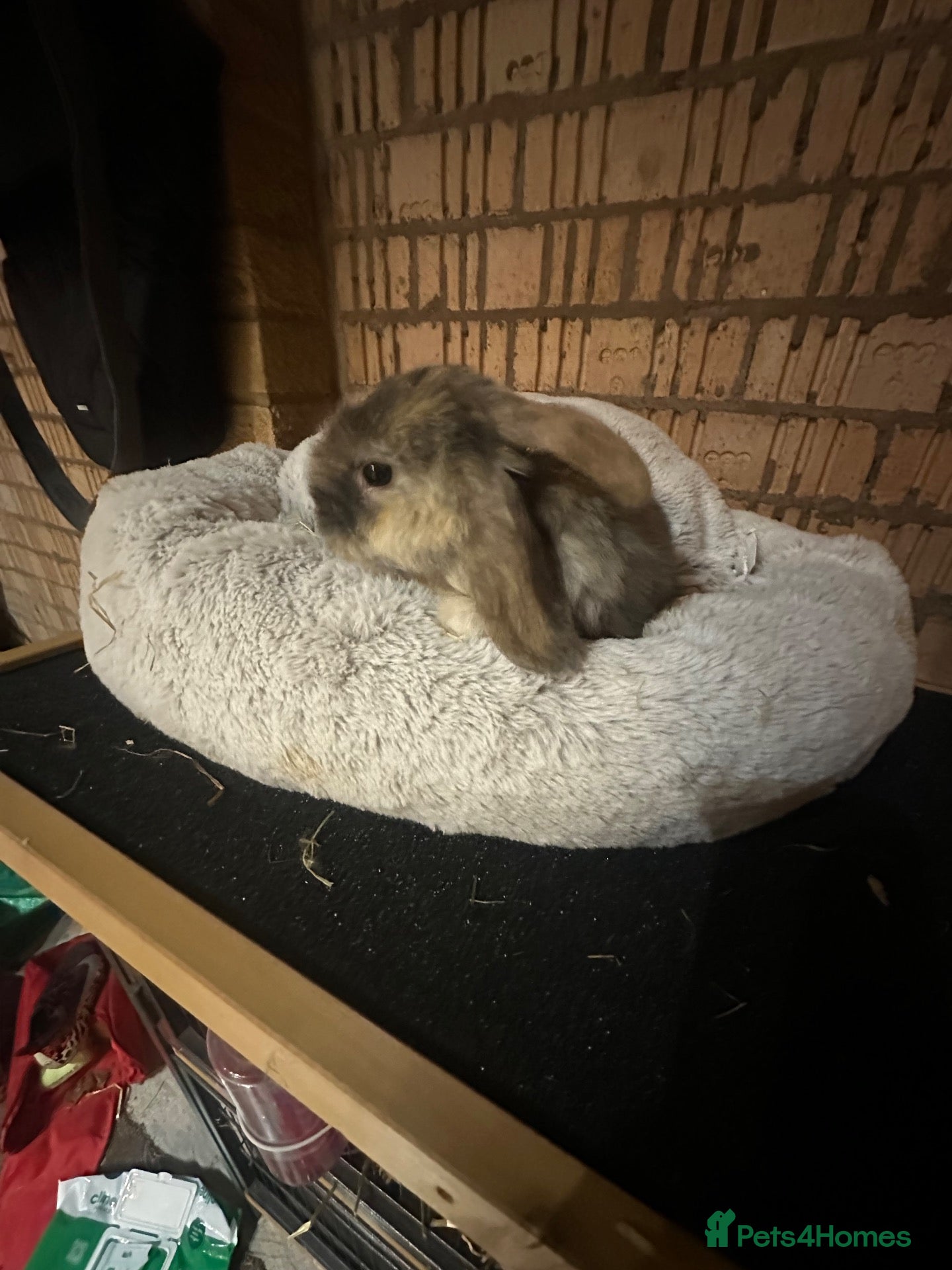 Mini Lop rabbits 6 x Harlequin Mini Lops - Advert 2