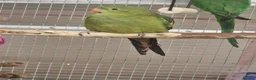 Parrots birds for sale: Parrots/ Parakeets Available  - Advert 18