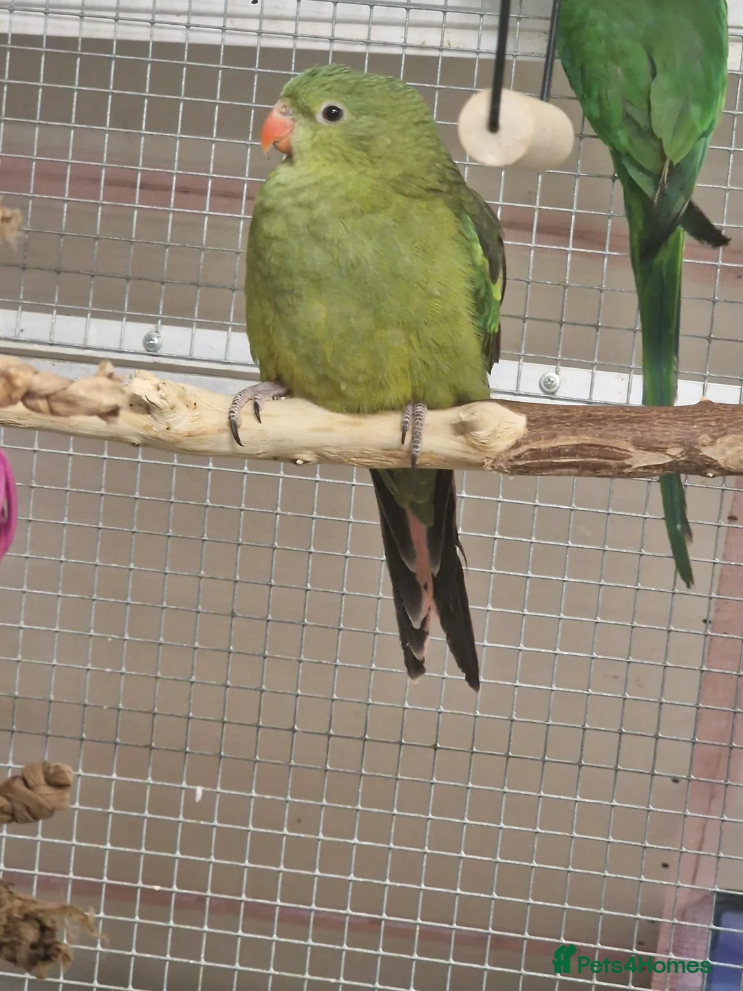 Parrots birds for sale: Parrots/ Parakeets Available  - Advert 18