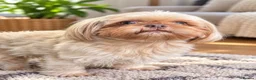 Shih Tzu dogs for stud: Dobie carrier imperial shihtzu  - Advert 1