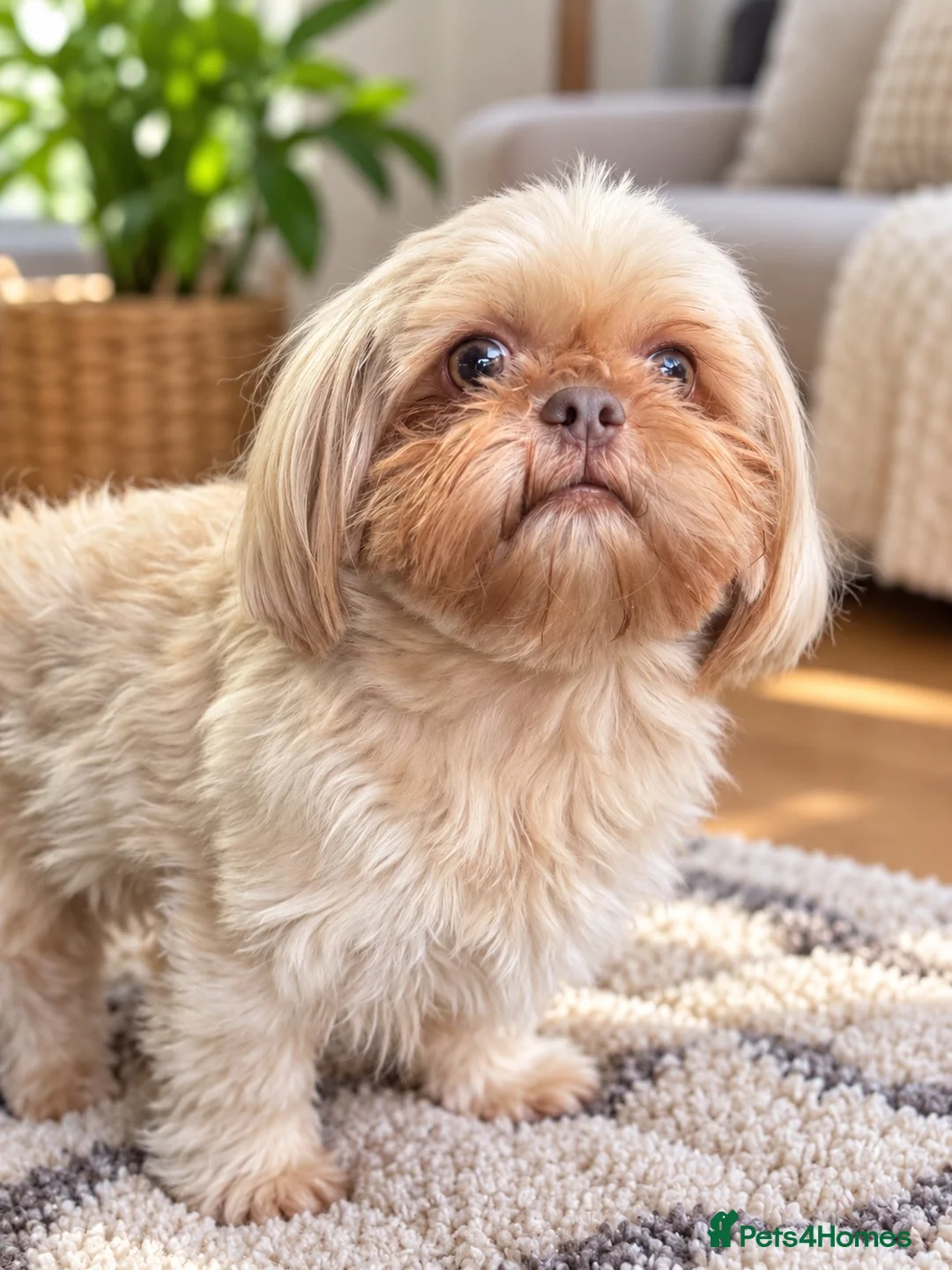 Shih Tzu dogs for stud: Dobie carrier imperial shihtzu  - Advert 1