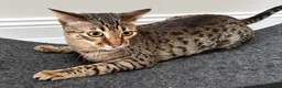Savannah cats for sale: Sittingpretty Shyler F5 SBT Savannah female - Advert 3