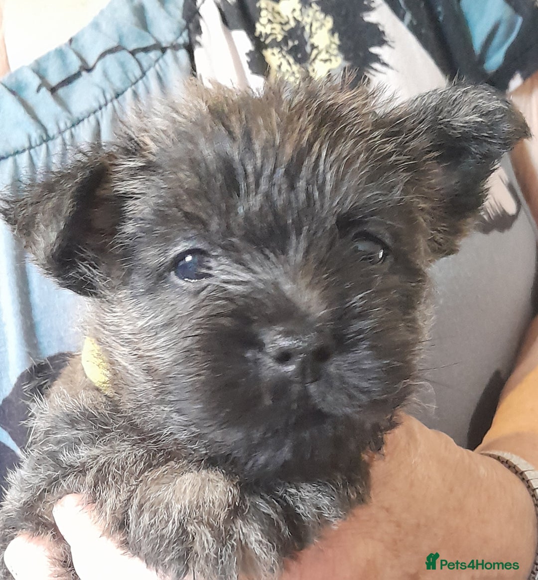 Cairn Terrier Western Terrier Poodle Mix Border Cairn Terrier