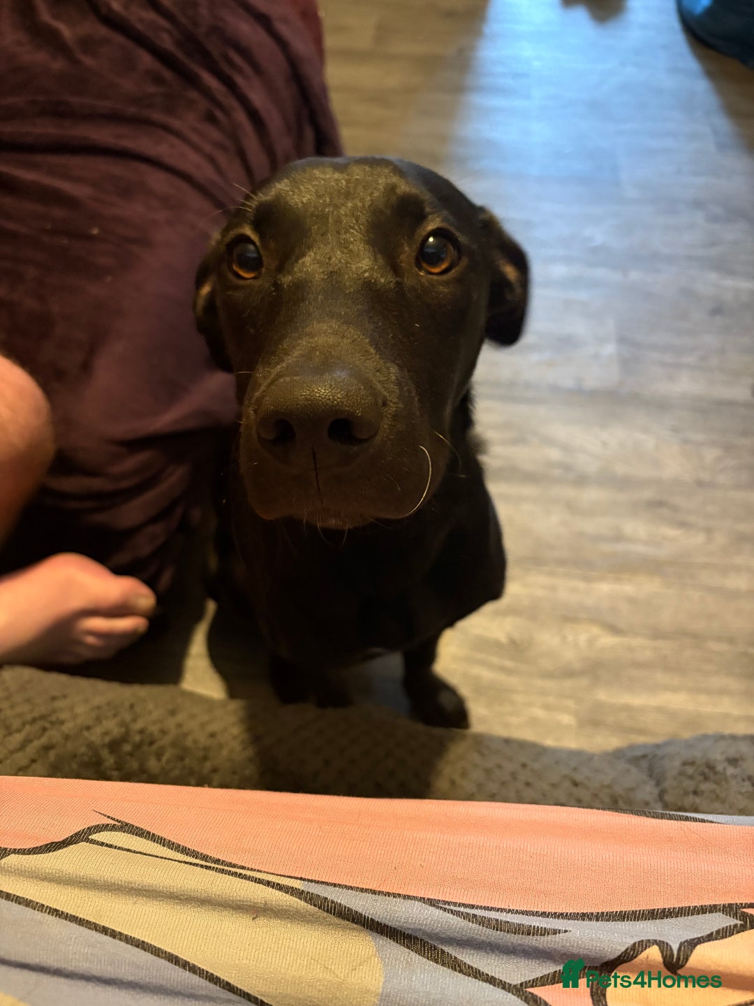 Mixed Breed dogs for sale: 7 month old Labrador x - Image 4