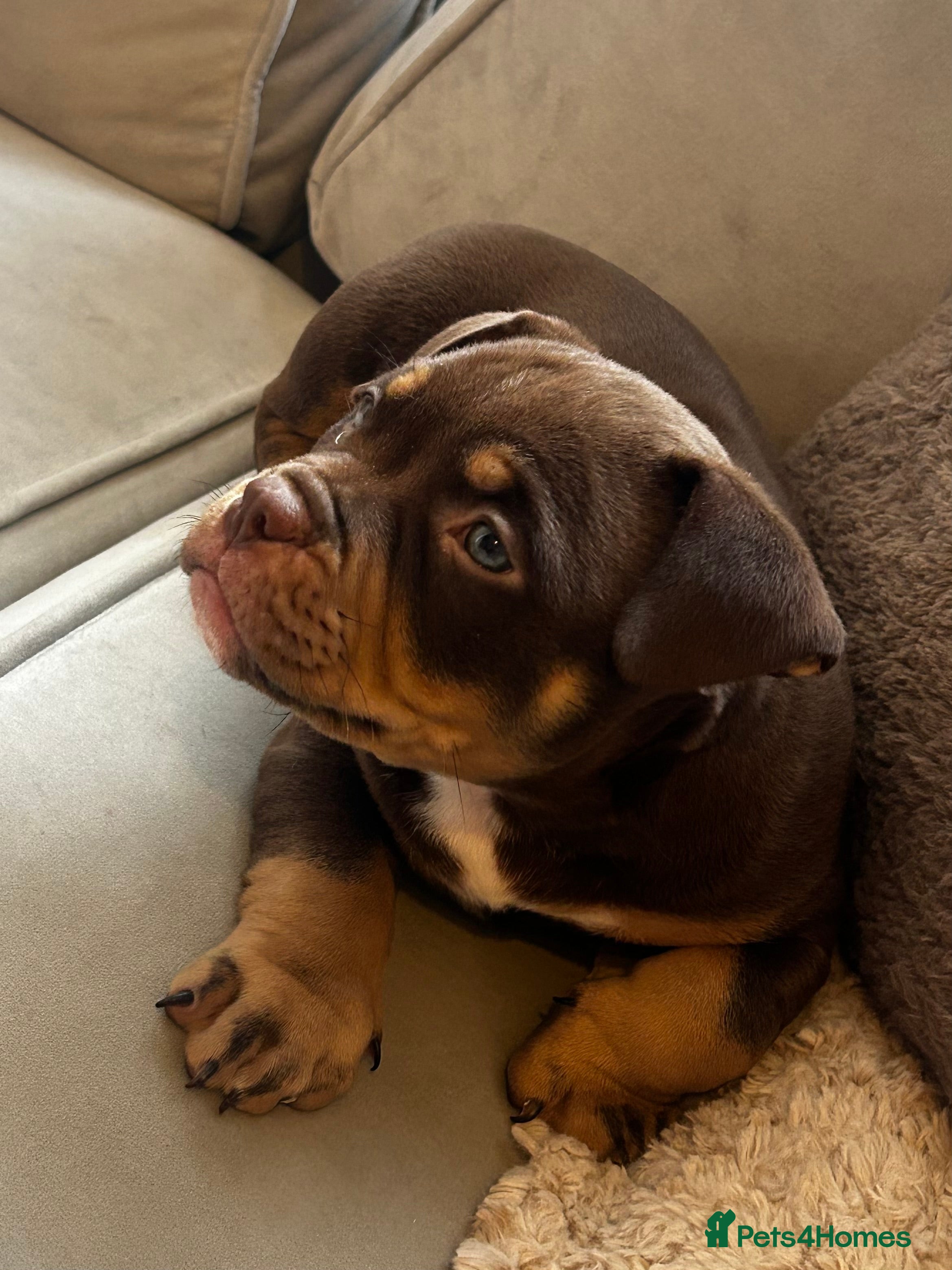 American Bully dogs Abkc Registered💖 micro pockets - Advert 1