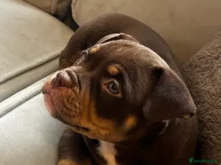 American Bully dogs Abkc Registered💖 micro pockets - Advert 1