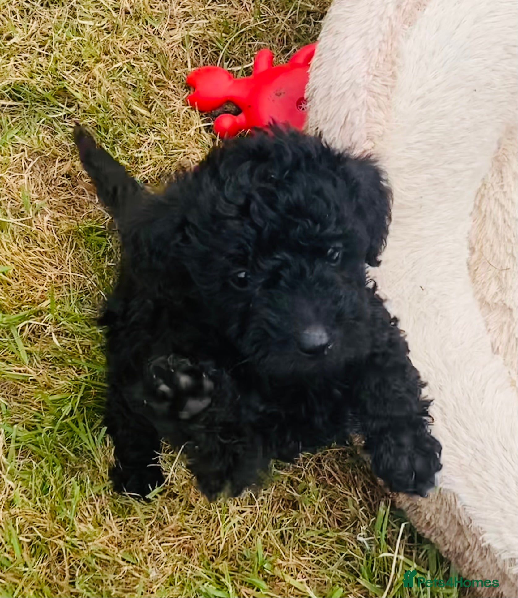 Yorkiepoo dogs for sale: Adorable yorkiepoos - Advert 3