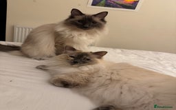 Ragdoll cats for sale: Ragdoll Mother and Son for Sale - Image 1