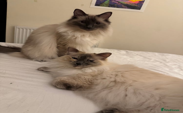 Ragdoll cats - Advert 15