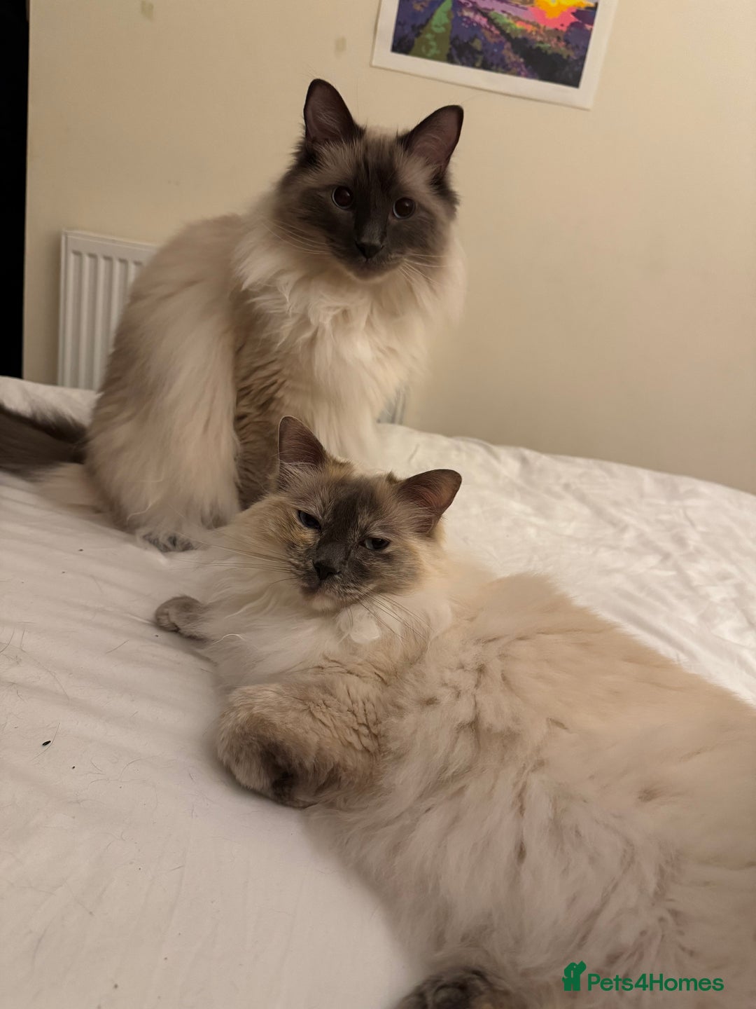 Ragdoll cats for sale: Ragdoll Mother and Son for Sale - Image 1