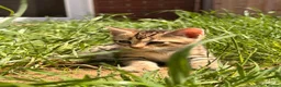 Bengal cats for sale: 🐆✨[REDUCED REDUCED!!!] LAST TWO – PURE BENGAL’S❤️ - Advert 15